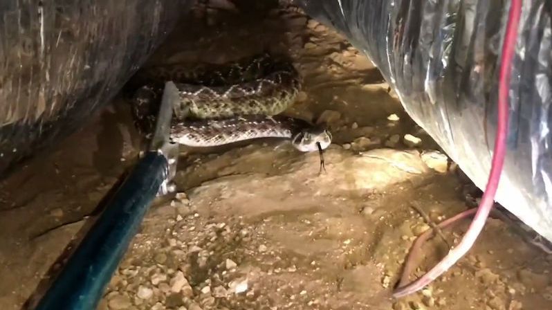 Pod domem v Texasu se ukrývalo skoro 40 jedovatých hadů